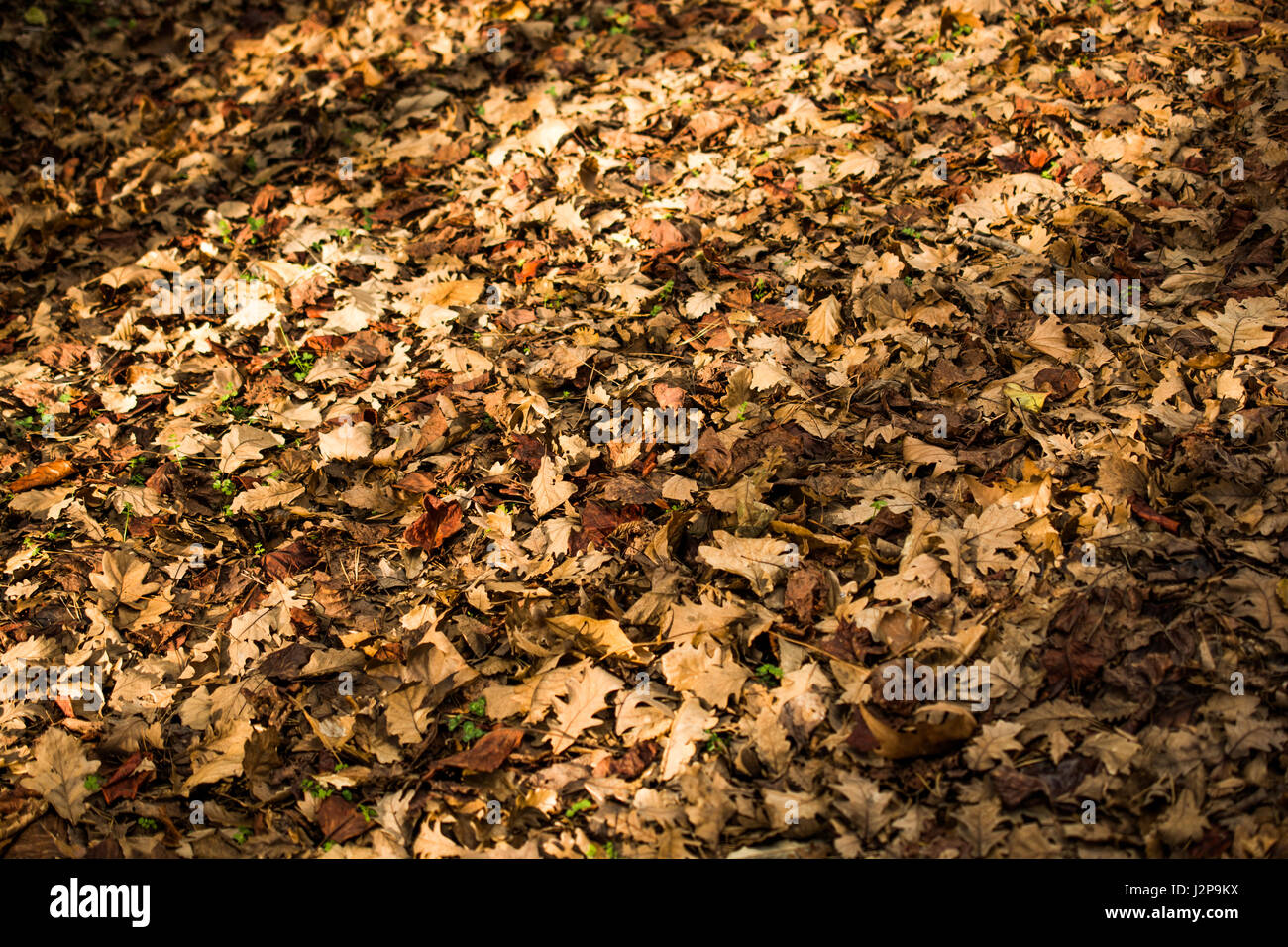 Beautiful dry leaves as an autumn background Stock Photo - Alamy