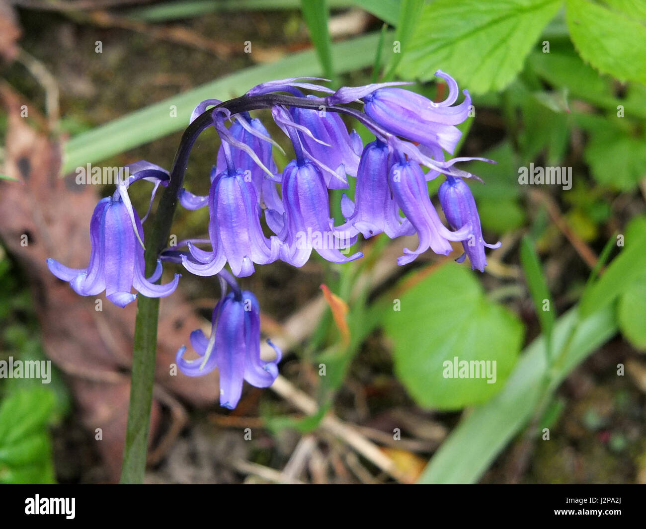 English bluebells in April in woodland Stock Photo