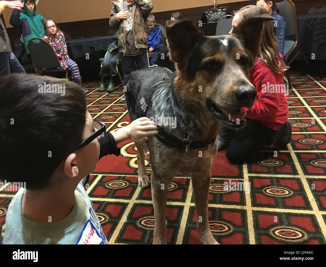 German shepherd coonhound mix sales