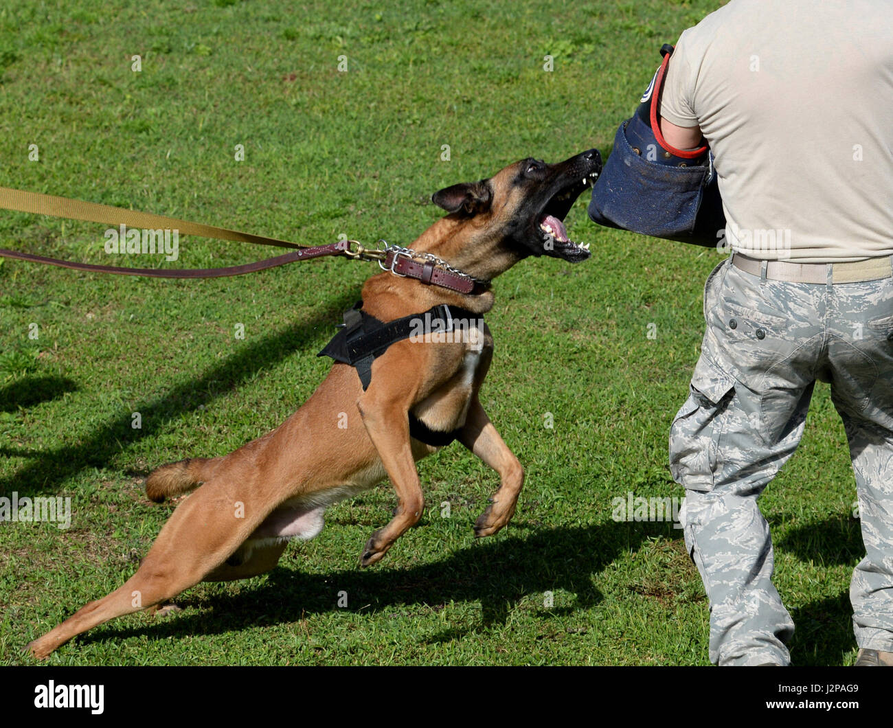 U.S. Air Force military working dog Chicco, performs a controlled bite March 14, 2017, at Andersen Air Force Base, Guam. Teams trained in a controlled environment to teach the MWDs and handlers how to respond to real world situations. (U.S. Air Force photo by Airman 1st Class Gerald R. Willis/Released) Stock Photo