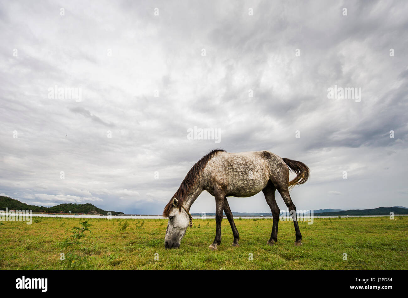 White-black spots horse eating grass on green field background with blue mountain and dark cloud Stock Photo