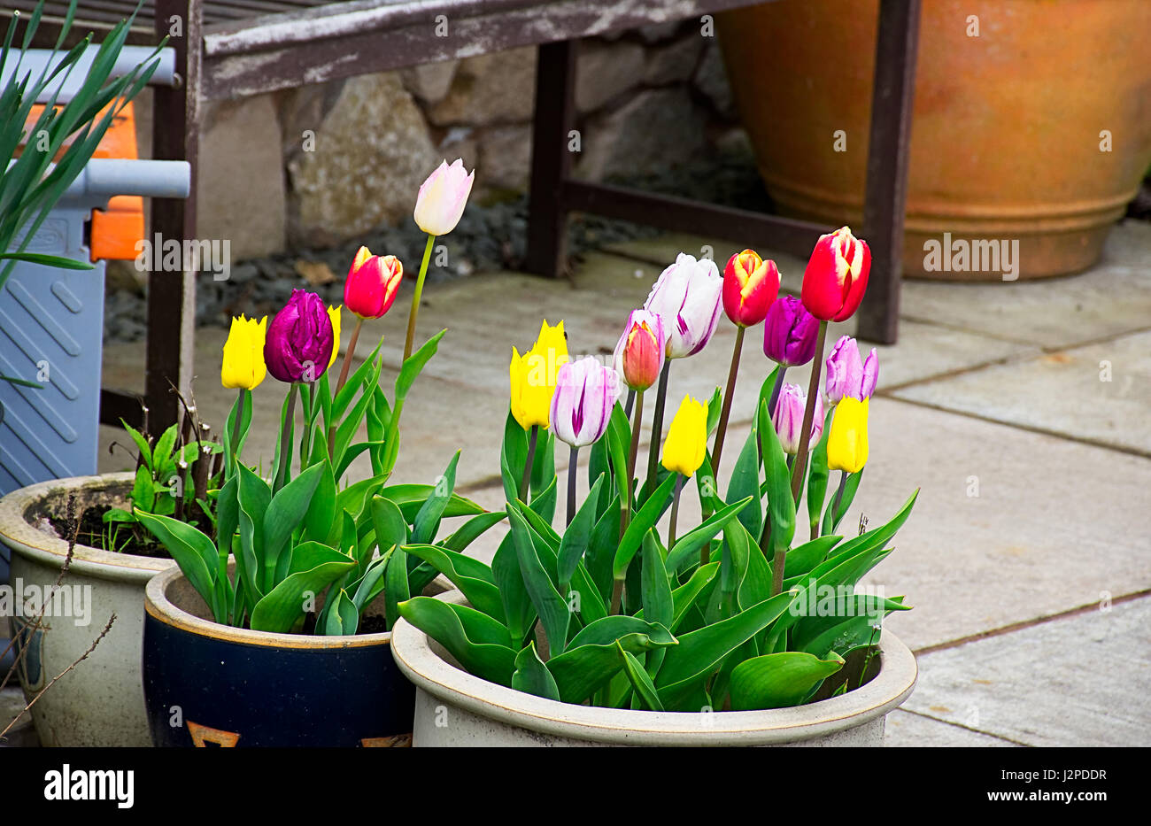 Tulips in pots hires stock photography and images Alamy