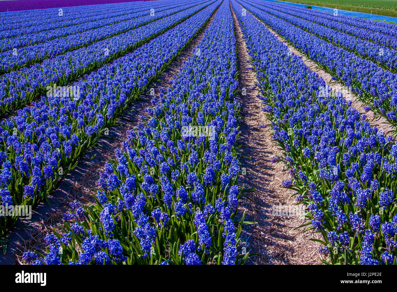 Beautiful Dutch hyacinth field. Spring flowers Stock Photo - Alamy