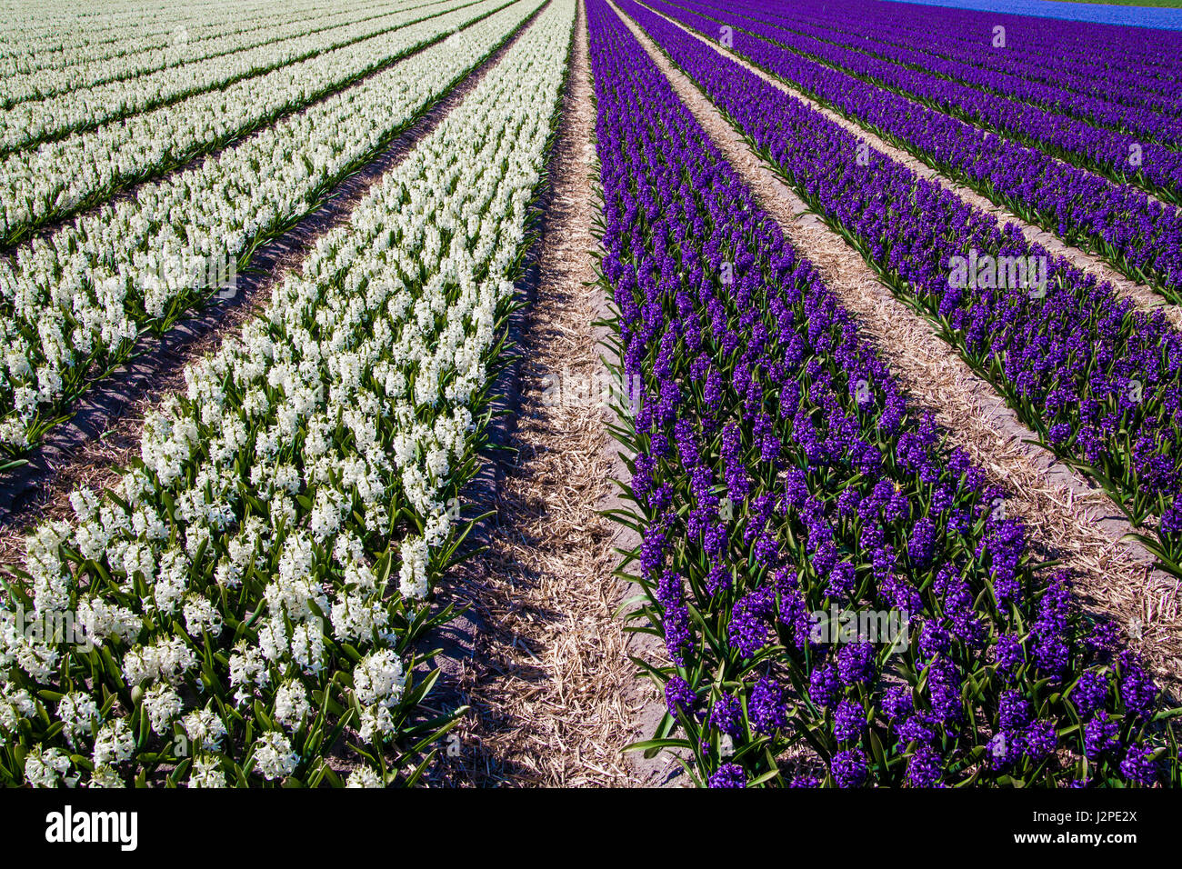 hyacinths in a dutch bulb field Stock Photo - Alamy