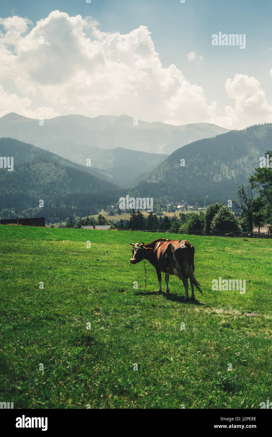 A brown cow standing in a meadow pasture with mountains in the background Stock Photo