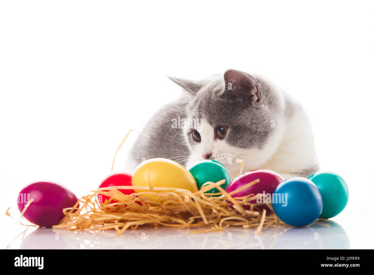 cat and easter eggs on white background.  funny british kitten with Easter egg Stock Photo