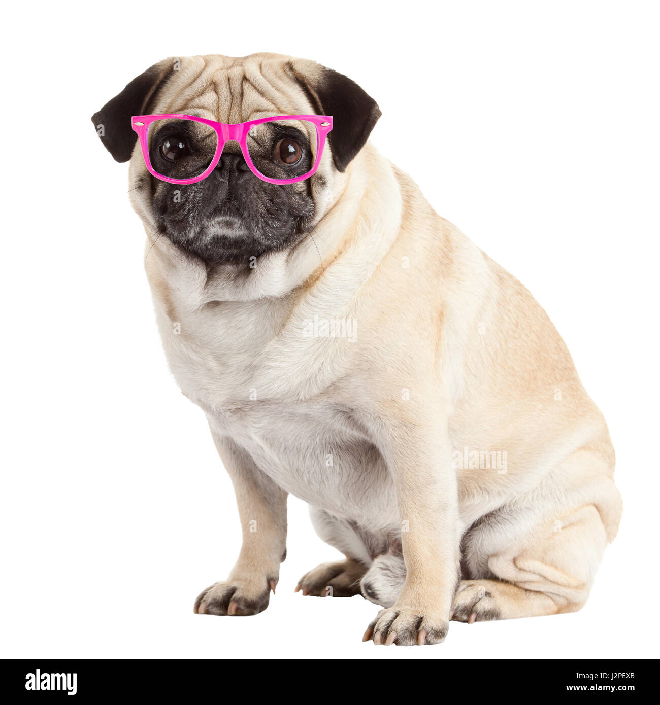 pug dog isolated on a white background Stock Photo - Alamy