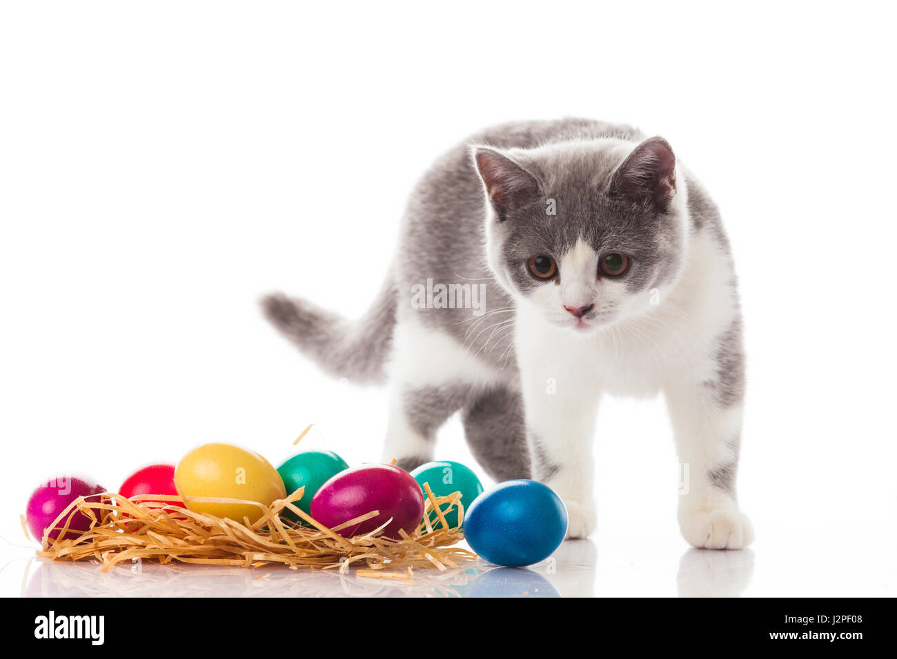 cat and easter eggs on white background.  funny british kitten with Easter egg Stock Photo