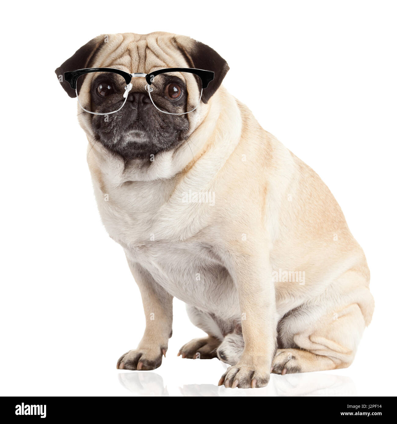 pug dog isolated on a white background Stock Photo - Alamy