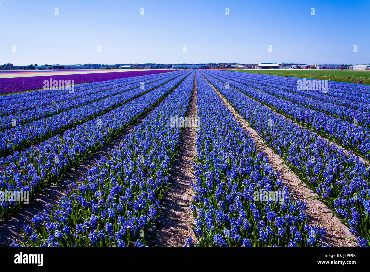 Beautiful Dutch hyacinth field. Spring flowers Stock Photo - Alamy