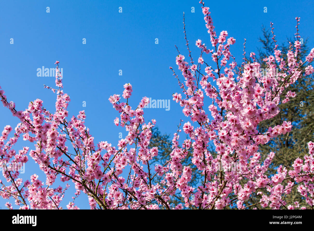 Spring pink plastic sakura hi-res stock photography and images - Alamy
