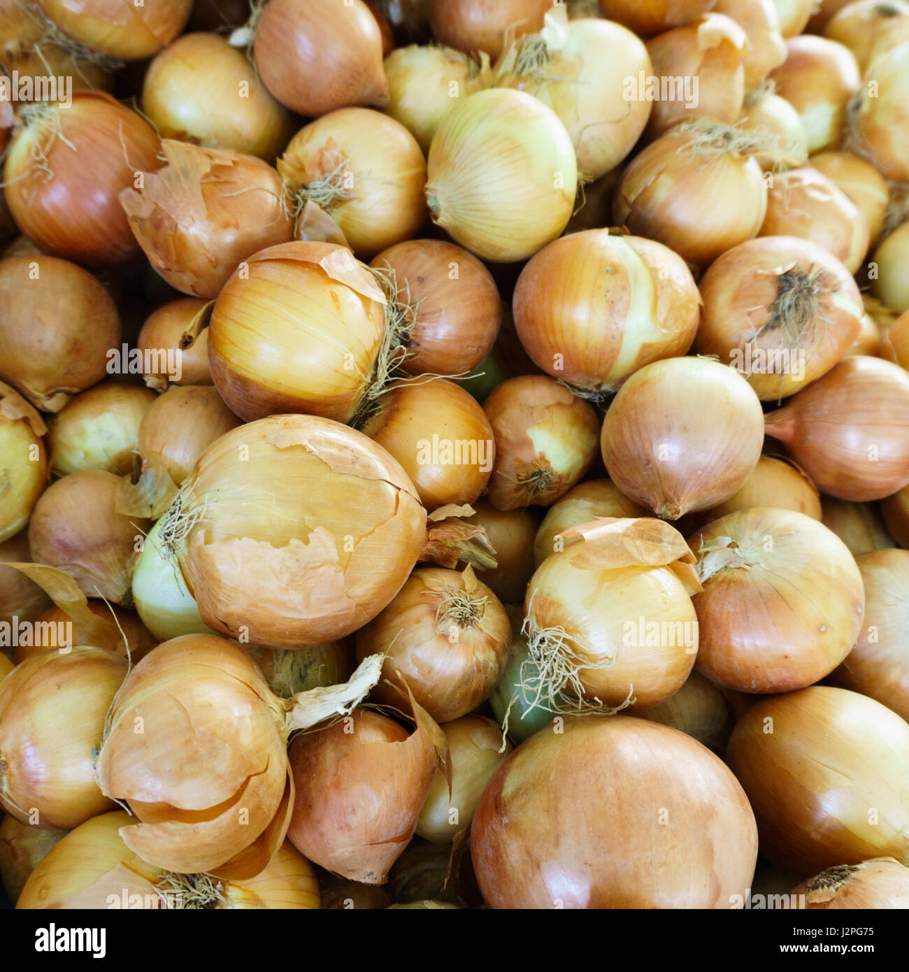 Strong onion odor hi-res stock photography and images - Alamy