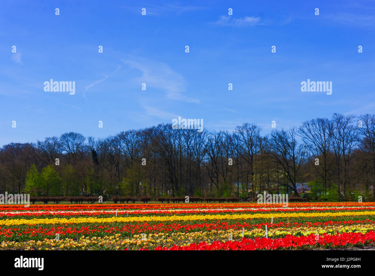 tulip flowers field. colorful tulip farm Stock Photo - Alamy