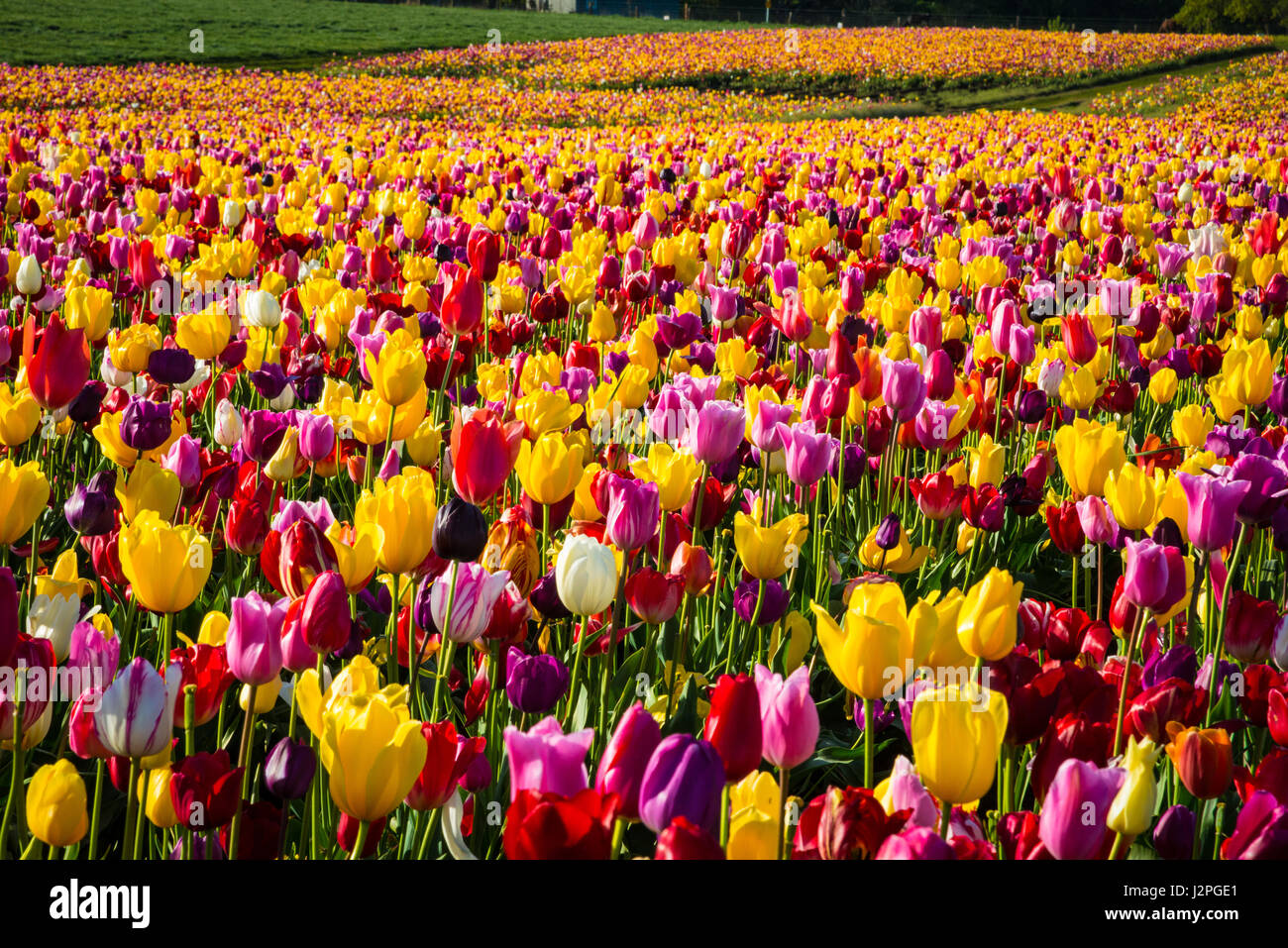 Beautiful rows of flowers at a tulip farm Stock Photo - Alamy