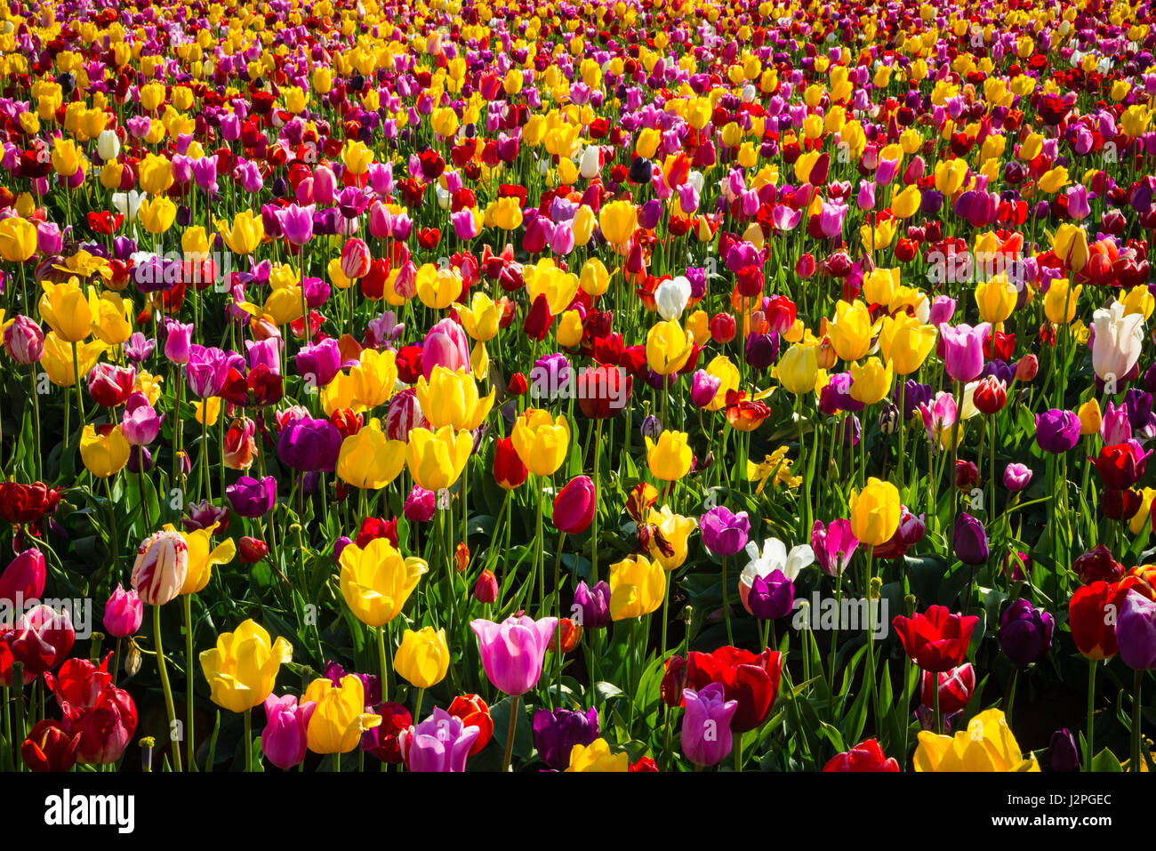 Beautiful rows of flowers at a tulip farm Stock Photo - Alamy