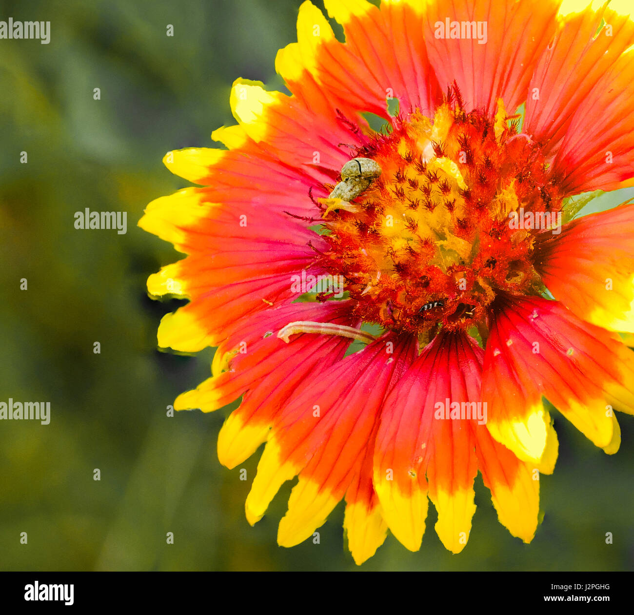 Indian Blanket or Firewheel is a colorful wildflower found in Texas and US Southwest Stock Photo