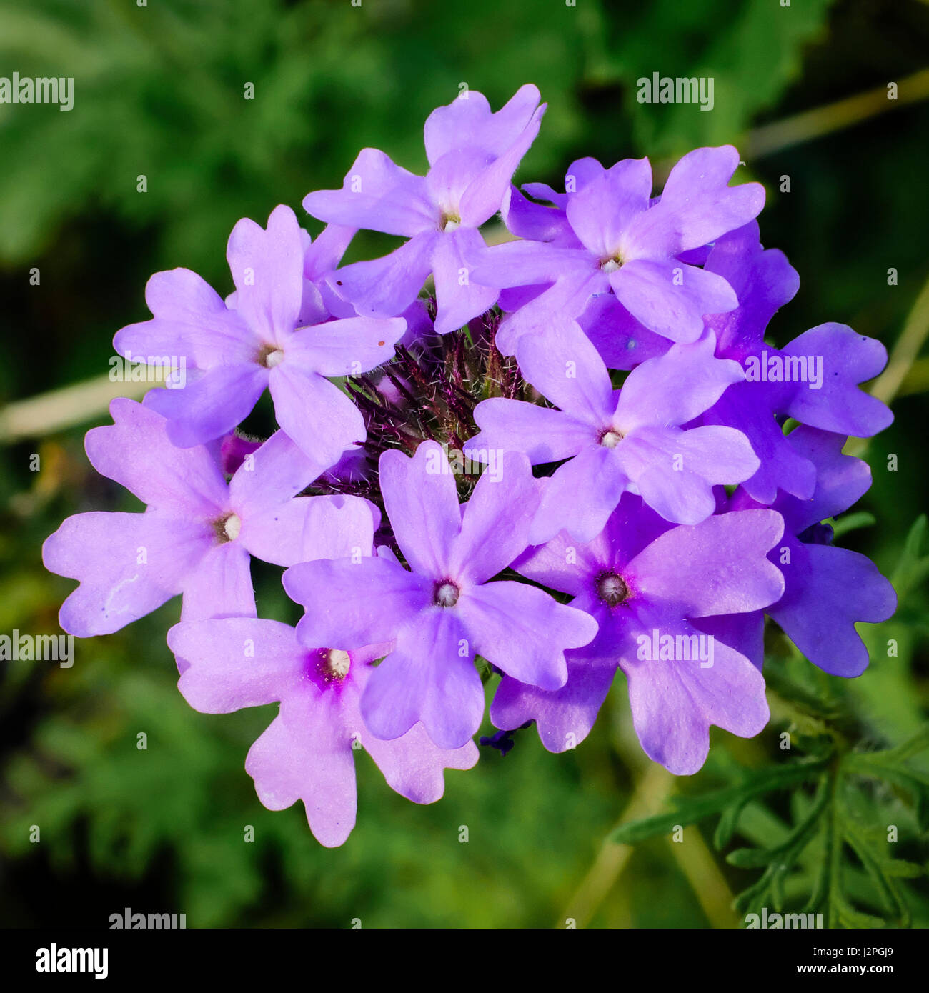 Prairie Verbena is a delicate purple wildflower common across Texas and other US states. Stock Photo