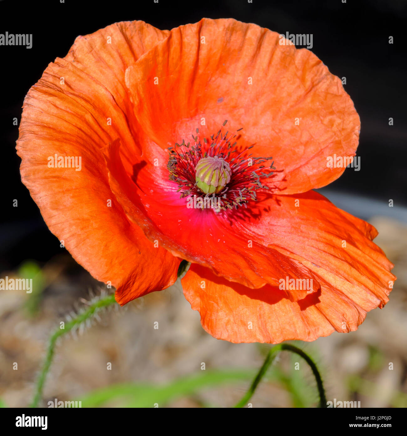 Red poppy is also known as the Flanders Poppy, common poppy, corn poppy and field poppy Stock Photo