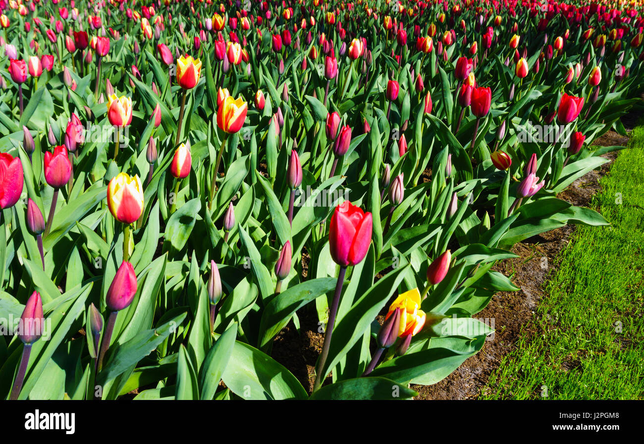 tulip flowers close up Stock Photo - Alamy