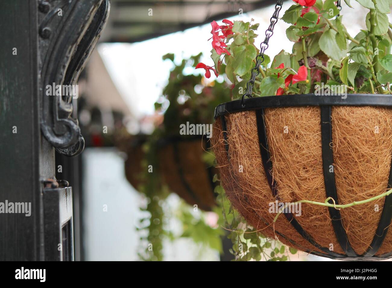 Pink Flowers in basket hanging by cafe Stock Photo