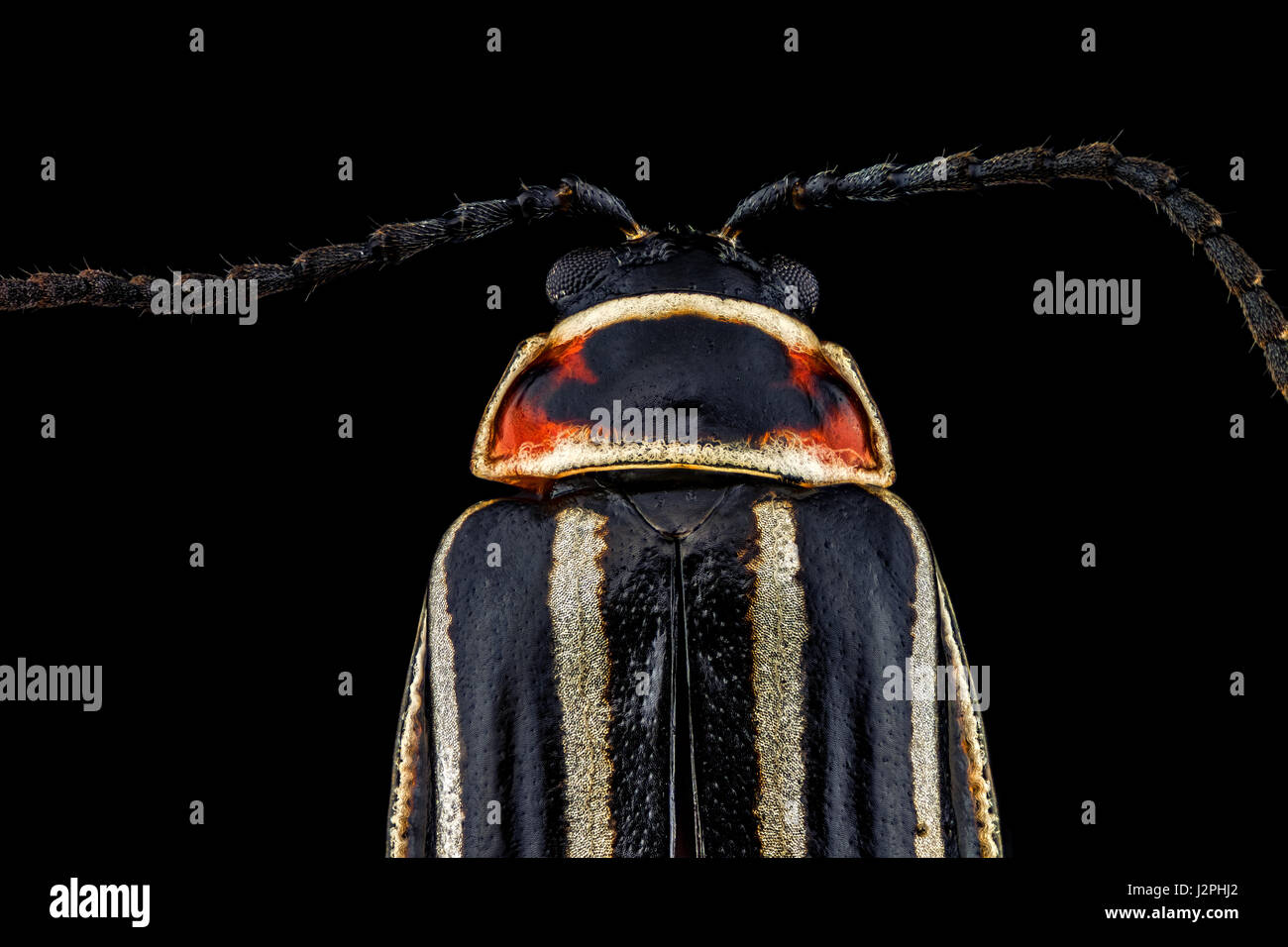 x4 magnification extreme macro of a Ten-Lined June Beetle. Stock Photo