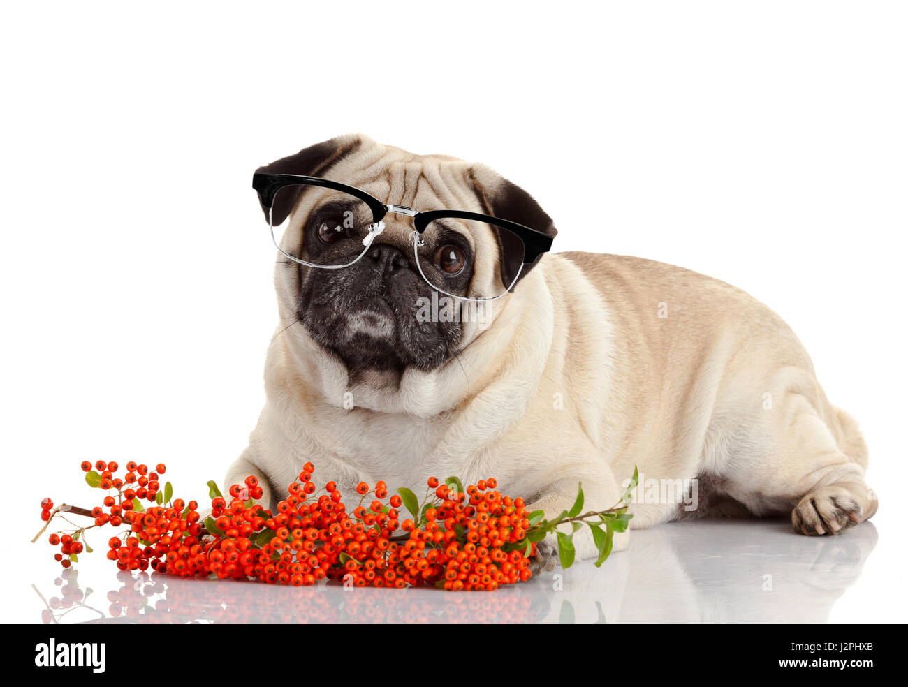 pug dog isolated on a white background. Dog with glasses Stock Photo ...