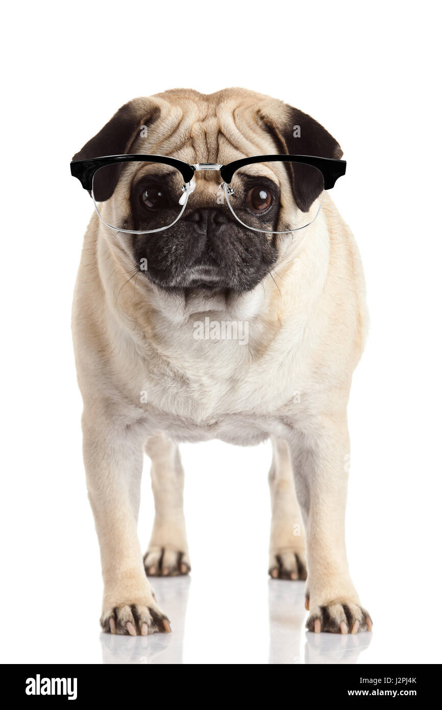 pug dog isolated on a white background. Dog with glasses Stock Photo ...