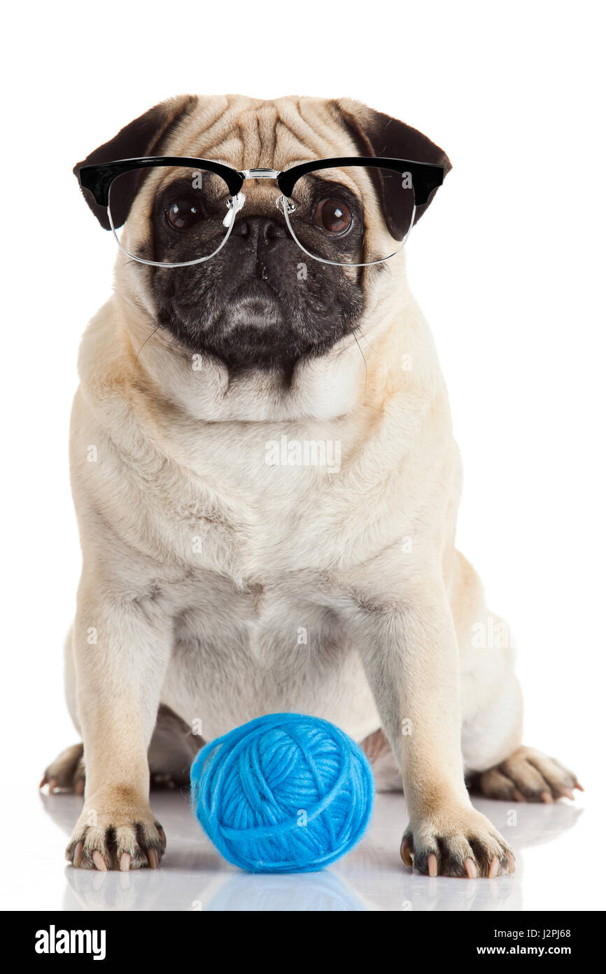 a pug dog isolated on a white background. Dog with glasses Stock Photo ...