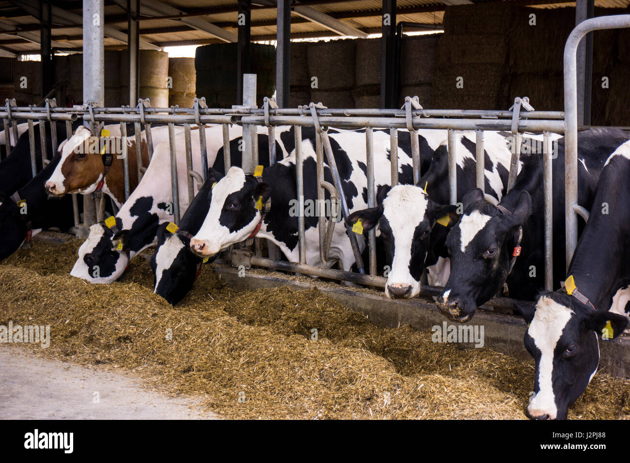 cows in a farm. Dairy cows in a farm Stock Photo - Alamy
