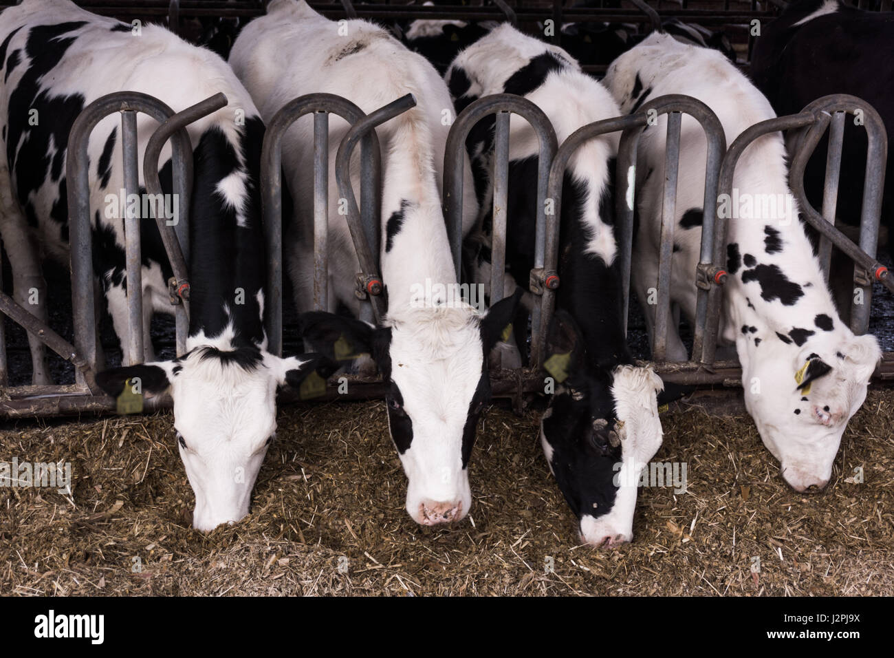 cows in a farm. Dairy cows in a farm Stock Photo - Alamy