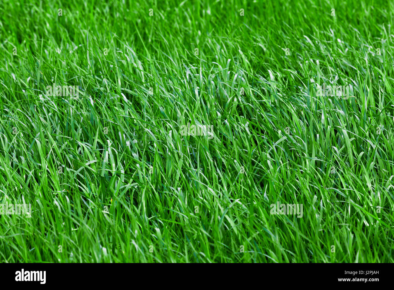 Green grass seamless texture.  grass background.  Beautiful green grass Stock Photo