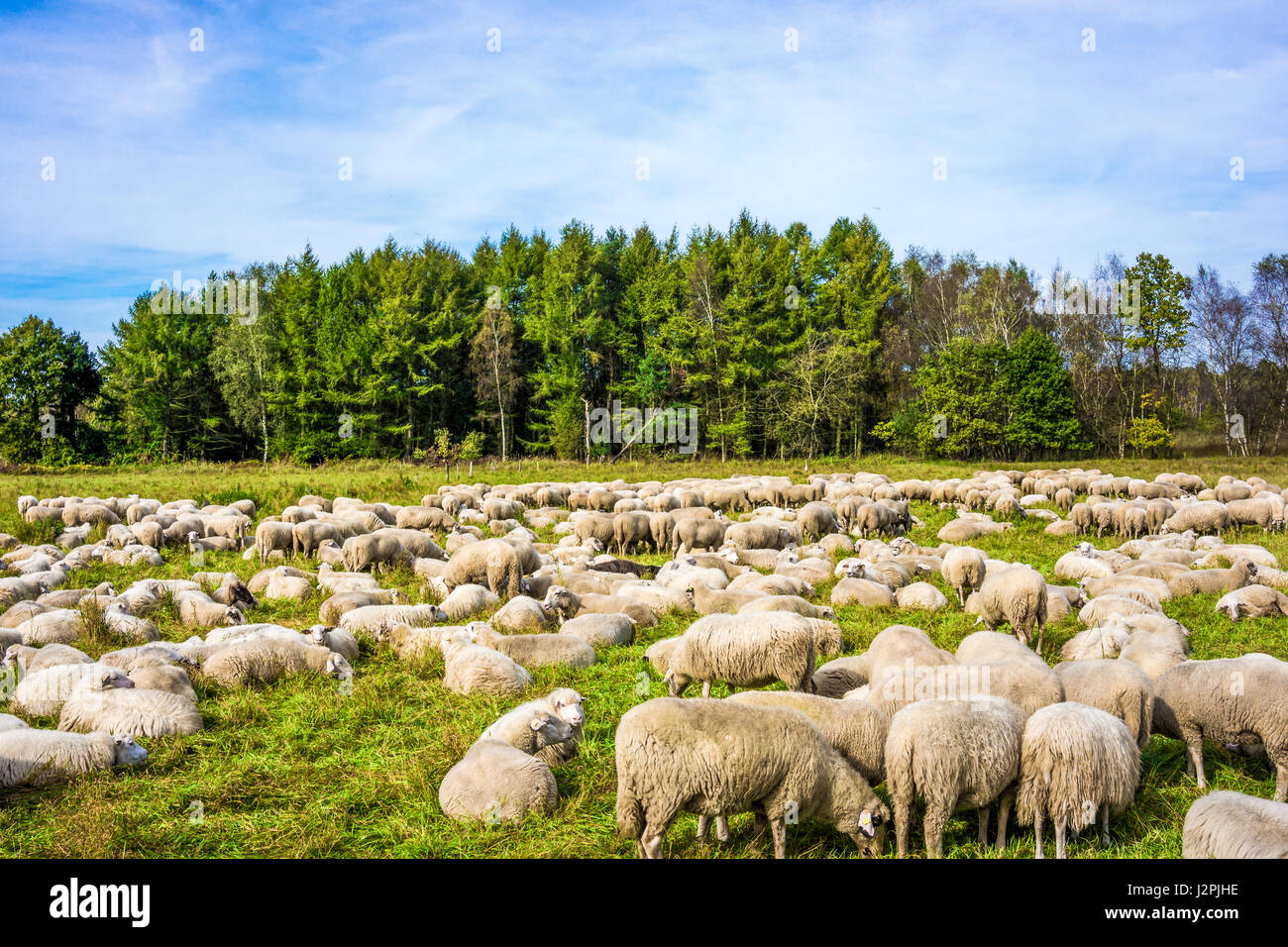 group of sheep on a pasture. Grazing lamb Stock Photo
