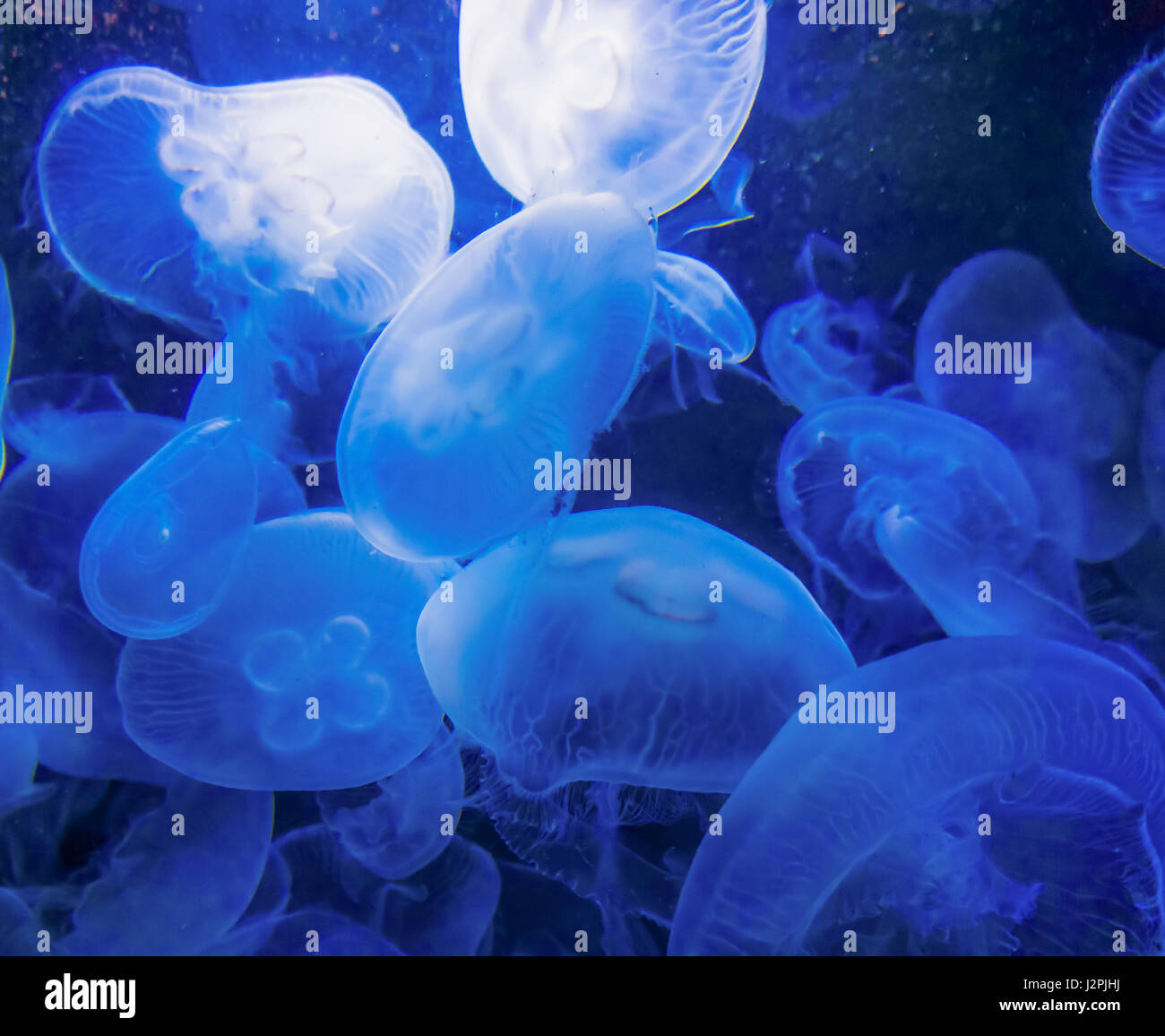 jellyfish on a blue background Stock Photo - Alamy