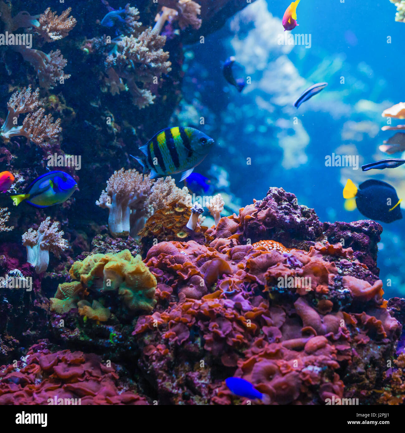 beautiful underwater world with corals and tropical fish Stock Photo ...