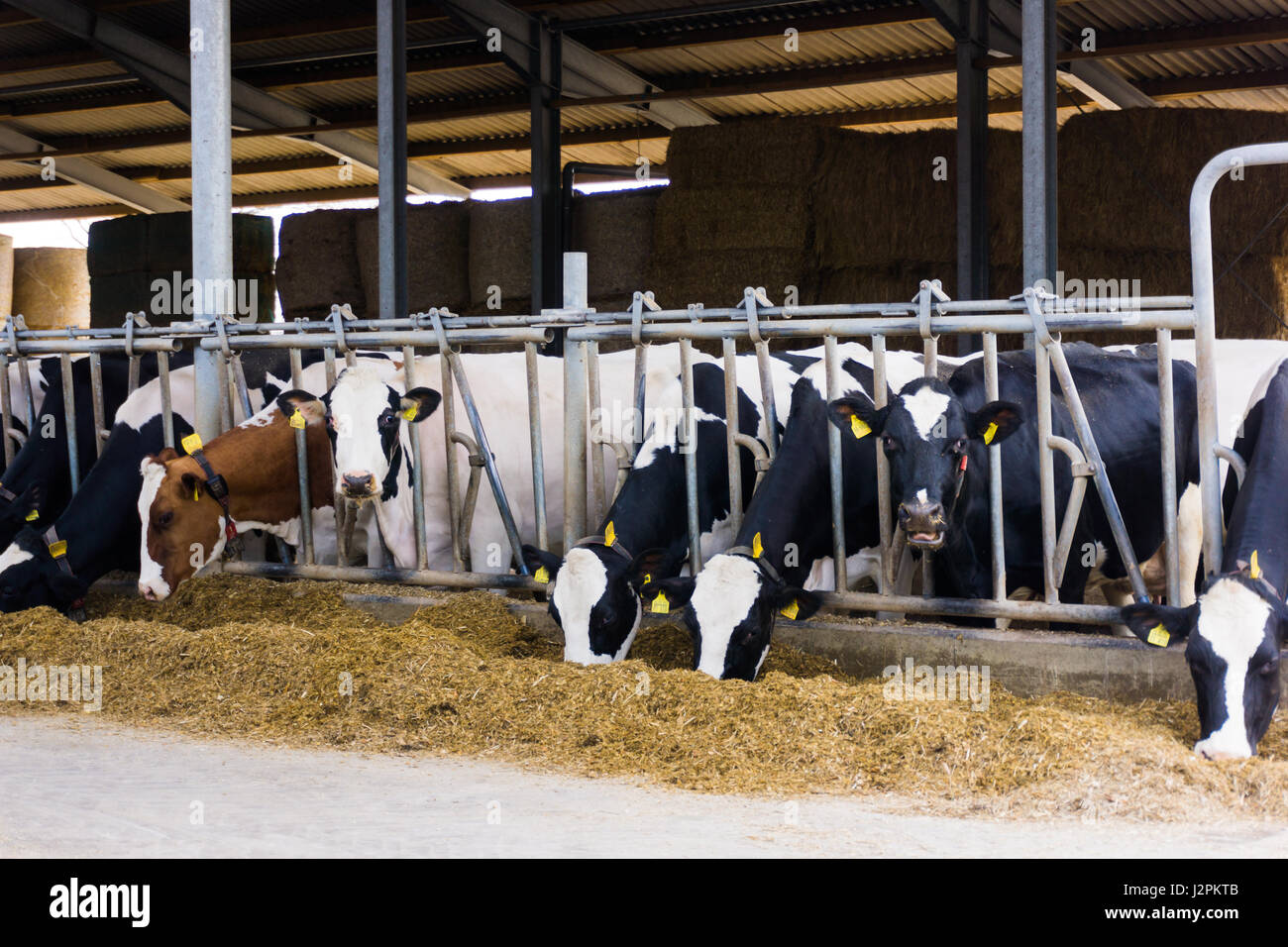 cows in a farm. Dairy cows in a farm Stock Photo - Alamy