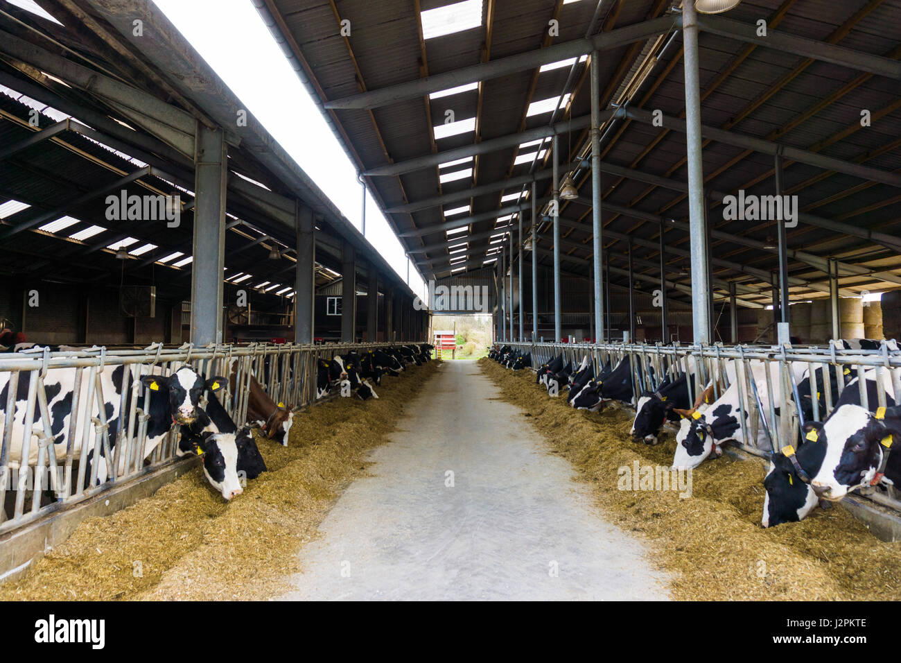 cows in a farm. Dairy cows in a farm Stock Photo - Alamy