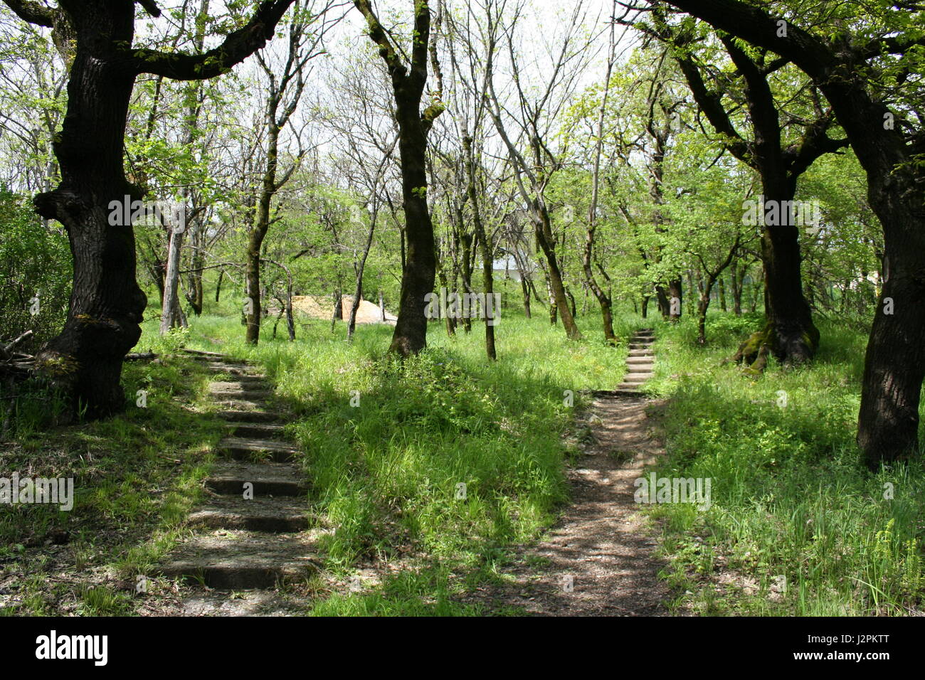 Two paths lead to different directions in the park Stock Photo