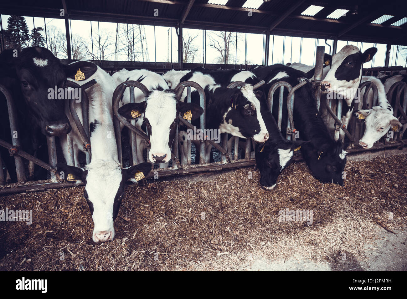 cows in the hangar. Cows on Farm Stock Photo - Alamy