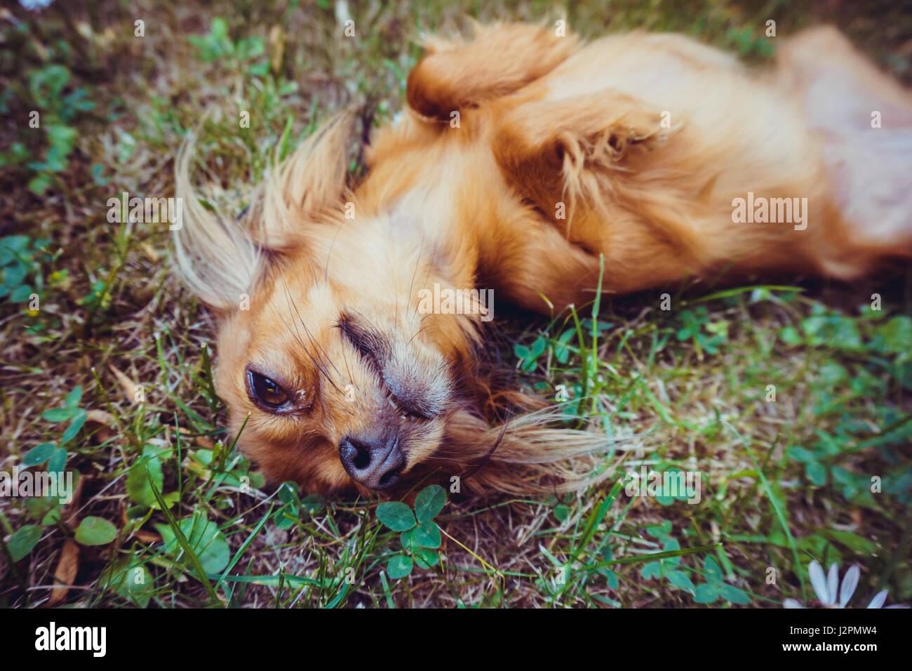 Funny little dog Stock Photo Alamy
