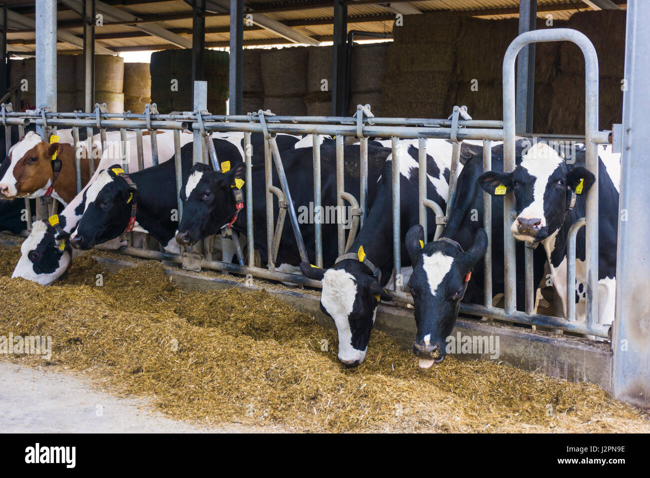cows in the hangar. Cows on Farm Stock Photo - Alamy