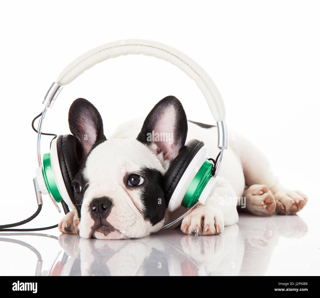 puppy listening to music