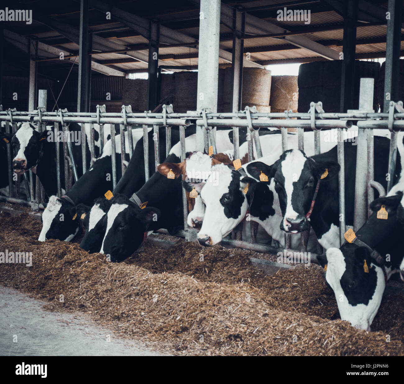 cows in the hangar. Cows on Farm Stock Photo - Alamy
