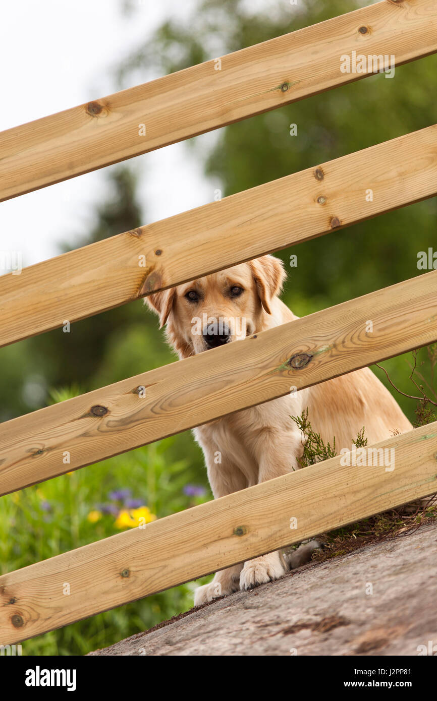 Golden Retriever looking through wooden fence bars outdoors Model Release No. Property Release