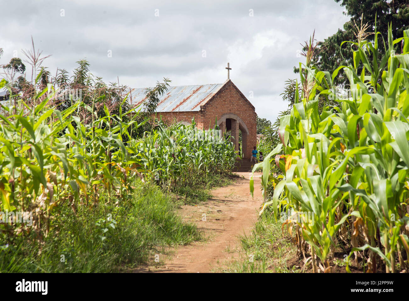 A local church, pictured against a field of maize, in the Southern Highlands of Tanzania. Stock Photo