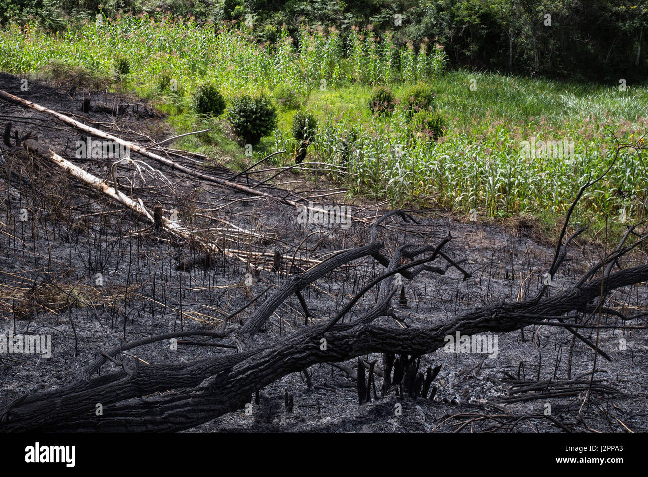 Land is scorched after controlled burning, near to local farmland, in Ihanu, Mufindi, in Iranga, Tanzania. Stock Photo