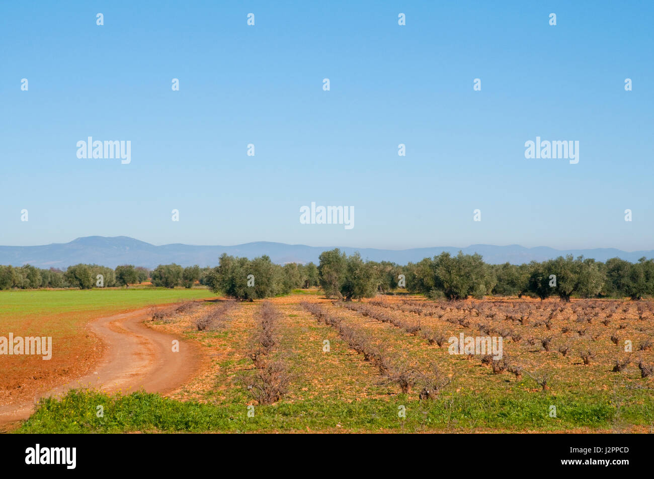 Vineyard and olive grove. Ciudad Real province, Castilla La Mancha, Spain. Stock Photo