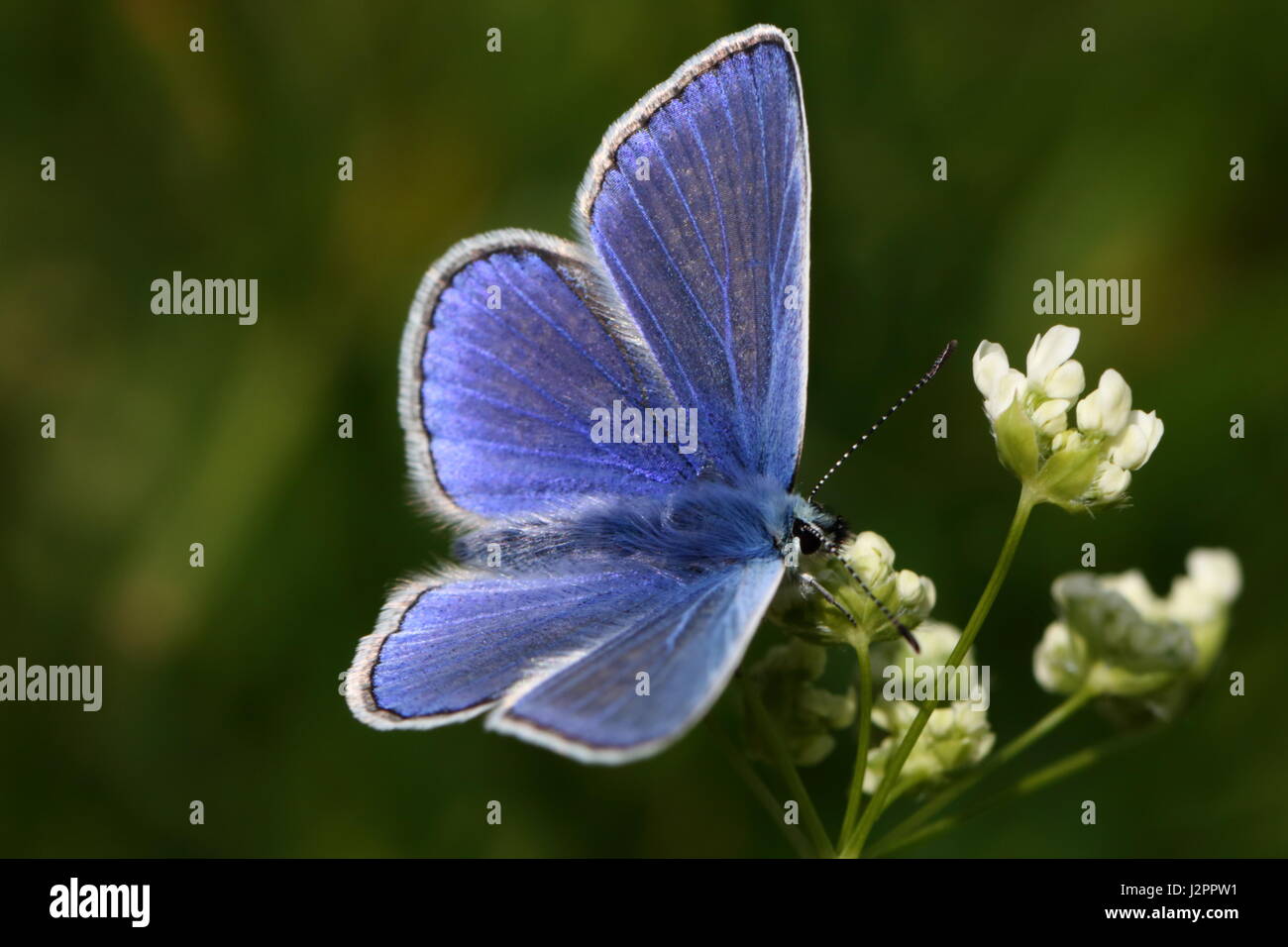First Generation Male Common Blue Butterfly in April Stock Photo
