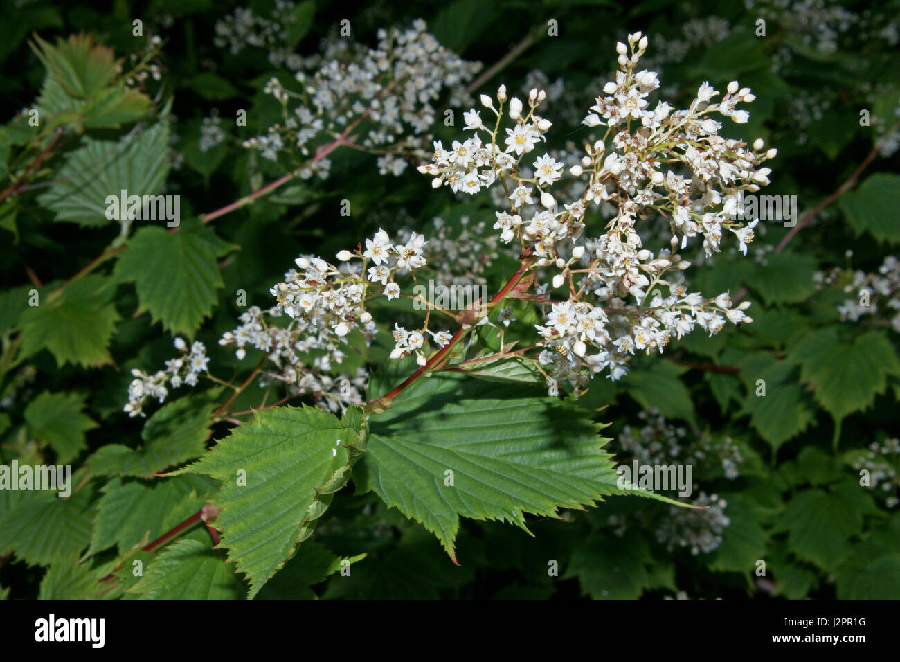 Stephanandra tanakae Stock Photo - Alamy