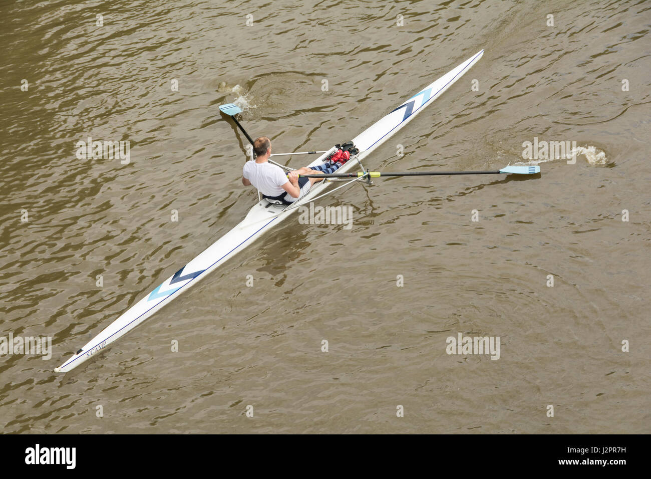 A man sculling on the River Thames in London, England, UK Stock Photo