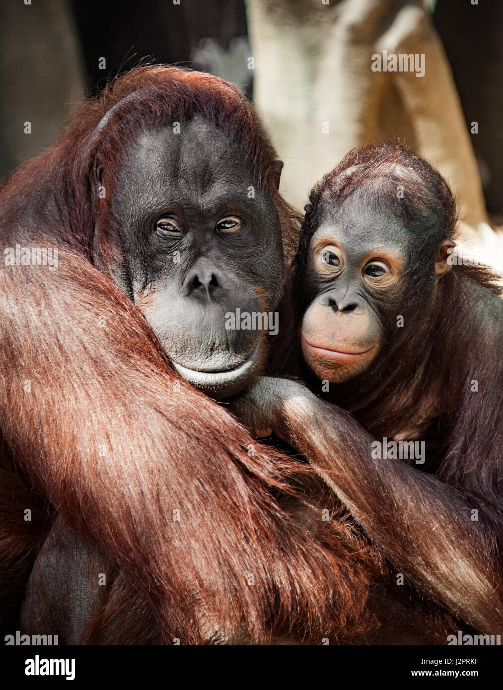 The orangutan with a cub redhead, hairy close with sad eyes portrait Stock Photo